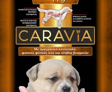 CARAVIA_PUPPY_8
